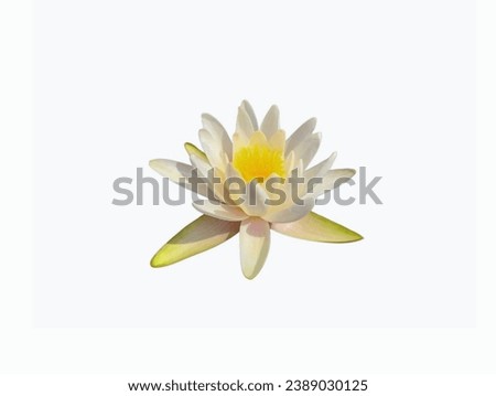The white background in the picture is a white lotus with yellow stamens in the center. The lotus' petals are white, long, oval, with double petals.