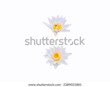 In the picture, there are two white lotus flowers arranged side by side. In the center of the lotus are a number of yellow stamens. The petals are white, long, oval, and the petals are overlapped.