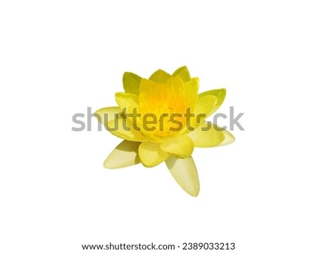In the picture is a yellow lotus. The petals are yellow, elongated, oval, and the petals overlap in a circle. There are a number of yellow stamens in the center of the flower.