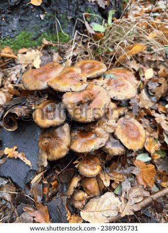 Common sulfur tuft growing inside opening of tree Royalty-Free Stock Photo #2389035731
