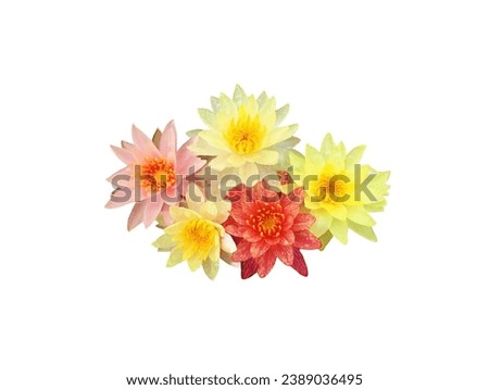 In the picture there are multi-colored lotus flowers, five orange, yellow and pink flowers together, the colors are very beautiful.