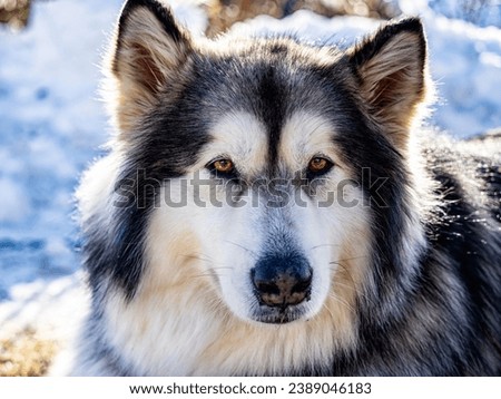 Alaskan malamute close-up of the head Royalty-Free Stock Photo #2389046183