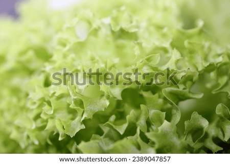 Green fresh cultivated lettuce salad leaves close up foliage texture bio nature wallpaper big size high quality instant stock photography prints