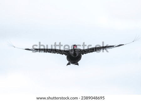 Black swan flying head on to camera, pale white sky background Royalty-Free Stock Photo #2389048695