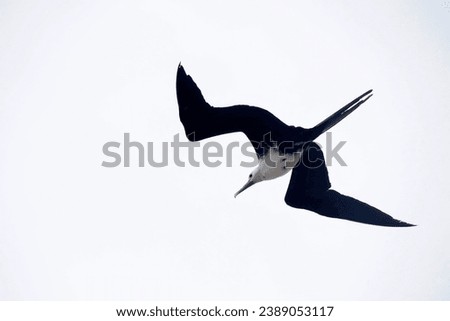 Frigate bird flying on the sky background in Baja California Sur, Mexico