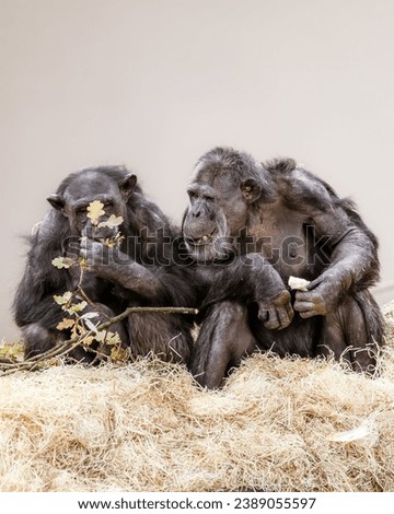 a funny picture of two chimpanzees