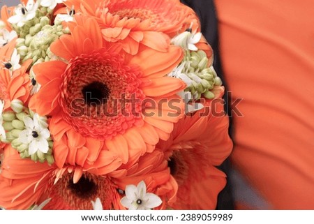 Gerberas in the color peach fuzz  or Apricot Crush, shade of peach - the color of the year for next 2024 according to Pantone, close-up in a bouquet