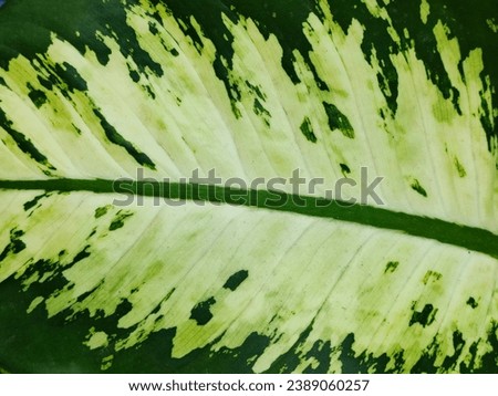 Full picture of green Dumb cane leaf, a popular plants for home indoor jungle that cleans air. The texture can be use for background.