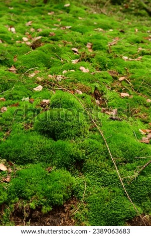 Moss in german forest odenwald fall autumn. High quality photo