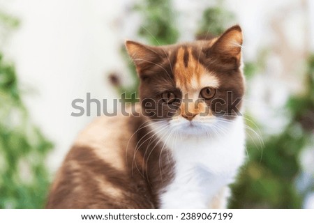 Portrait of a beautiful female British Shorthair Cat