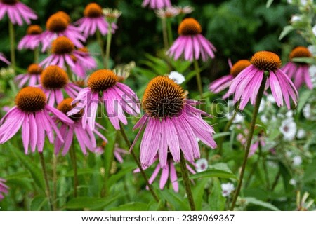 Echinacea purpurea purple coneflower during the summer months.Pink echinacea flowers bloom in the garden on the sunny day. Royalty-Free Stock Photo #2389069367