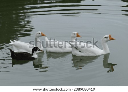 A picture of 3 white duck and one black duck