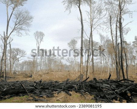 the picture shows a sad barren winter forest after a forest fire. Black charred branches are piled up in the foreground