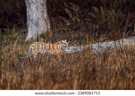 indian wild female tiger or panthera tigris side profile walking or territory stroll prowl terai region forest in natural scenic grassland in day safari at jim corbett national park uttarakhand india Royalty-Free Stock Photo #2389081715