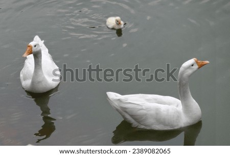 Picture of a cute Duck Family