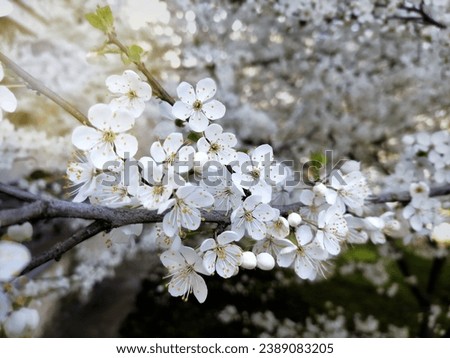 beautiful spring white cherry tree blossom . Spring Blossoming Sakura white flowers on tree with shadows and light. Cherry Blossom or apricot in a morning Sunlight High quality photo