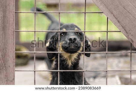 puppy stuck his face through the cage in shelter Royalty-Free Stock Photo #2389083669