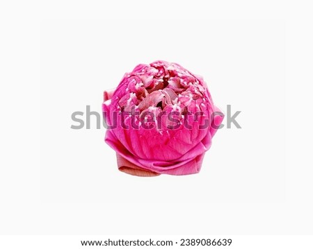 The white background in the center of the picture is a pink lotus flower that is decorated with pleated petals to look beautiful and used as an offering to monks, and in the middle of the flower there