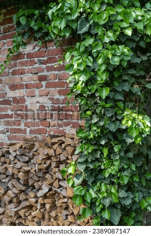 Dry logs split from oak firewood, stacked along brick wall of utility building. Logs for winter heating of fireplace or stove. Stacked wooden pile as natural wood background. Nature concept for design
