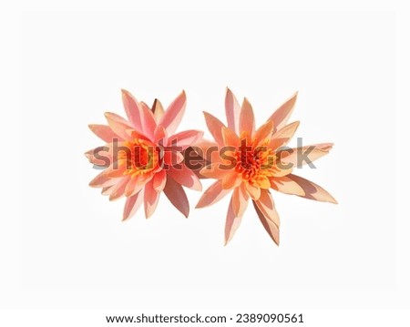 The white background in the picture is two orange lotus flowers side by side. The lotus petals are layered with light orange.