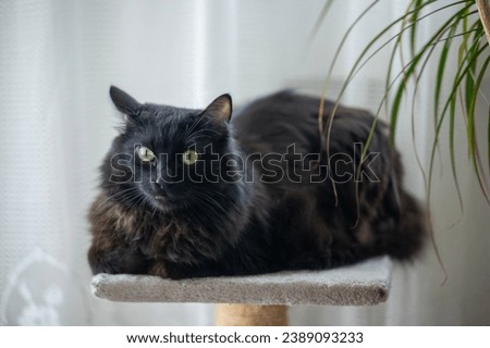 Black cat, Turkish Angora, lying in its cradle looking at camera. Royalty-Free Stock Photo #2389093233