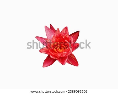 In the picture is a pink lotus mixed with orange. It is a lotus that is fully bloomed and has long, oval petals with stamens in the middle. The flowers are yellow and the colors are very beautiful.