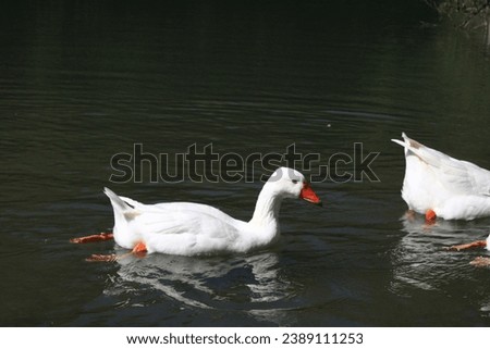 world, lovely, shore, foliage, environment, sunlight, fauna, love and tenderness, royalty-free stock image, background wallpaper, duck, mute, couples in love, beautiful swan, swan family, swans in the