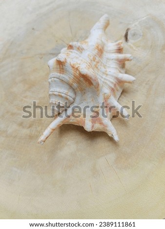 sea snails are the general name of soft,shelllness animals that belong to the gastropoda class,differentiated based on shape and color such as sports or horns Royalty-Free Stock Photo #2389111861