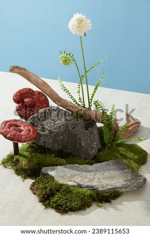 Creative for medicine advertising, photography traditional medicine content with Lingzhi mushroom. Natural scene displayed on blue background and cement floor. Space for display