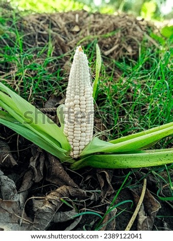 Embrace the wholesome goodness of white corn, a culinary gem that has captivated taste buds for centuries. This picture captures the essence of white corn in its purest form, showcasing its vibrant hu