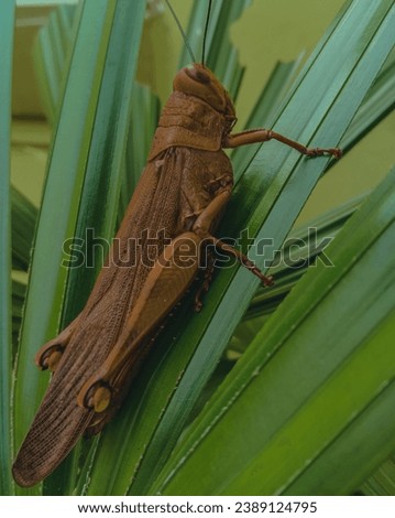 macro photo of a brown grasshopper perched on a green leaf with a blurred green wall background