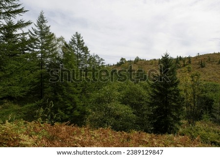 Autumn view of the Sakhalin forest. Sakhalin. Russia.