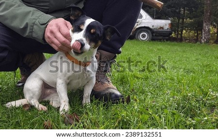 The Jack Russell Terrier exudes energy and intelligence. With bright eyes and a cheerful expression, this compact companion dog exhibits an energetic personality and charming charm.