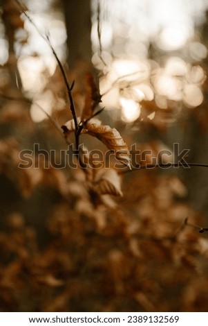 Soft sunset light through golden autumn leaves
