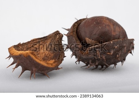 Chestnuts in shell isolated on white background
