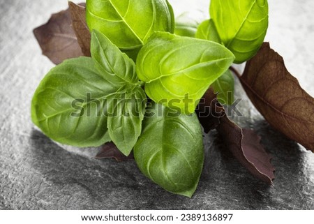 Sweet basil leaves over black stone background. Top view.