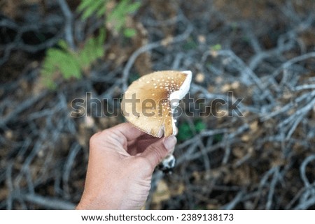 Holding Amanita Pantherina - The Panther Cap Mushroom