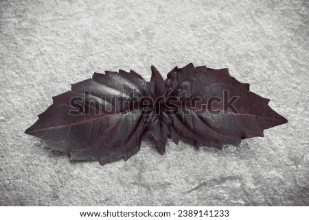 Red basil leaves over black stone background. Top view.