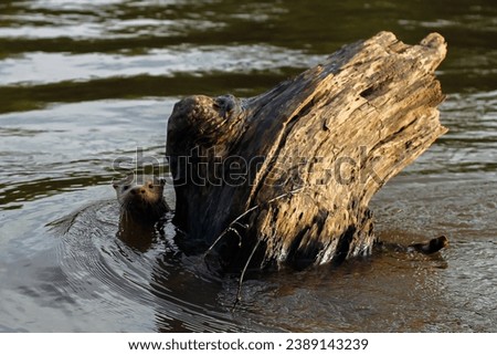 otter at the river with a piece of wood