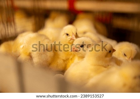 One-day-old broiler chickens in the premises of the poultry farm. Warm yellow tones Royalty-Free Stock Photo #2389153527