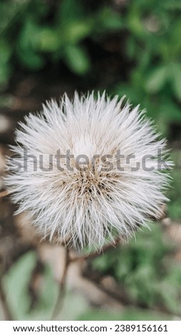 Taraxum dandelion, used as a medicinal plant. round balls of silvery crested fruit that run upwind. These balls are called "balls" or "clocks" in both British and American English Royalty-Free Stock Photo #2389156161