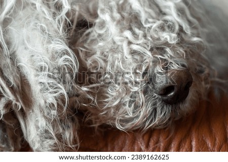 Komondor (Hungarian sheepdog) lying in an armchair at home. Close up portrait