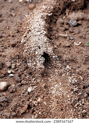 The activity of the ants in the morning looks like working together to build a house together
