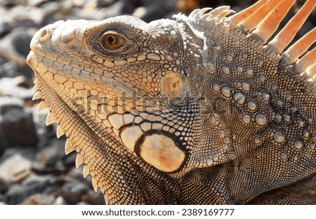 Iguana close up and personal