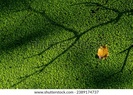 Colony of a common duckweed. Single leaf on water. Nature background