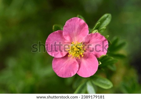 Beautiful pink Potentilla flowers on a green bush. Small red flowers of Rosaceae. Royalty-Free Stock Photo #2389179181