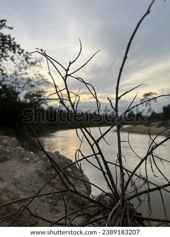 Beautiful branch alongside a river in Malaysia