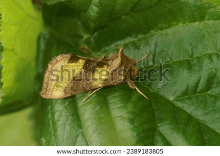Natural detailed closeup on the colorful burnished brass owlet moth, Diachrysia chrysitis sitting in the vegetation Royalty-Free Stock Photo #2389183805