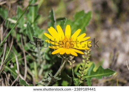 wild, small, yellow flower on a green background