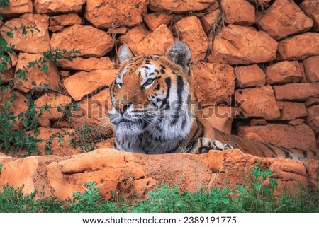 The attentive gaze of a tiger, hidden among the rocks ready for anything.